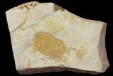 Trilobite (Xystridura) Fossil - Mount Isa, Australia #136603-1